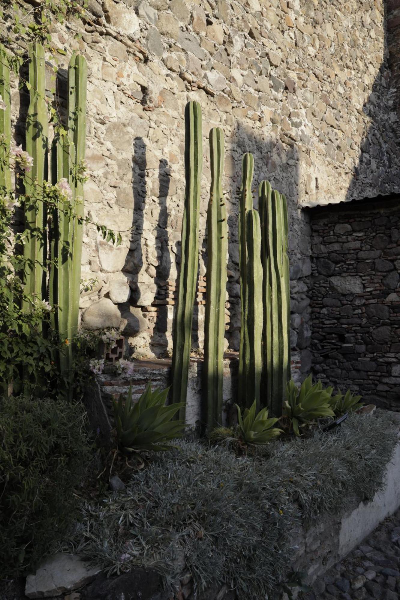 Orchid House San Miguel De Allende Esterno foto