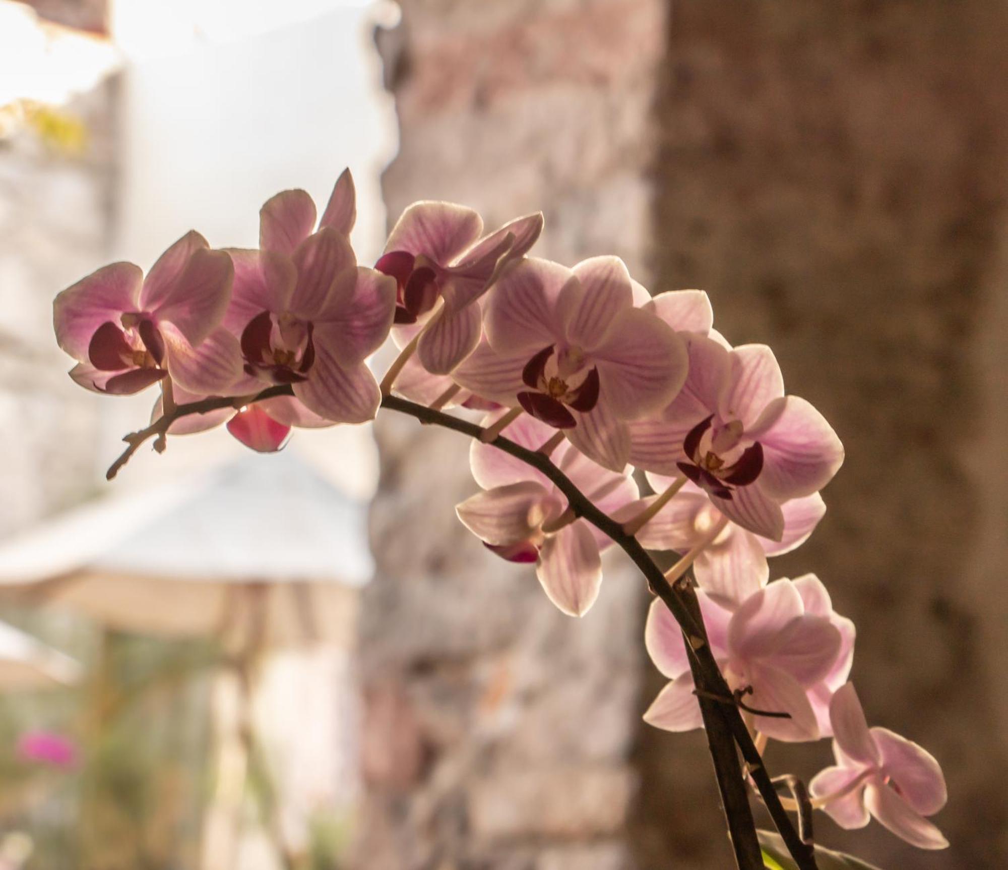 Orchid House San Miguel De Allende Esterno foto
